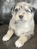 Clem, a male Miniature Australian Shepherd for sale in Sulphur, OK – 2 of 6