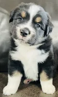 Sal , a male Miniature Australian Shepherd for sale in Sulphur, OK – 2 of 6