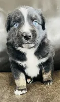 Aster , a male Miniature Australian Shepherd for sale in Sulphur, OK – 3 of 8