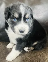 Snap , a male Miniature Australian Shepherd for sale in Sulphur, OK – 6 of 7