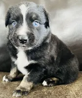 Aster , a male Miniature Australian Shepherd for sale in Sulphur, OK – 2 of 8