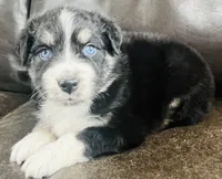 Snap , a male Miniature Australian Shepherd for sale in Sulphur, OK – 2 of 7