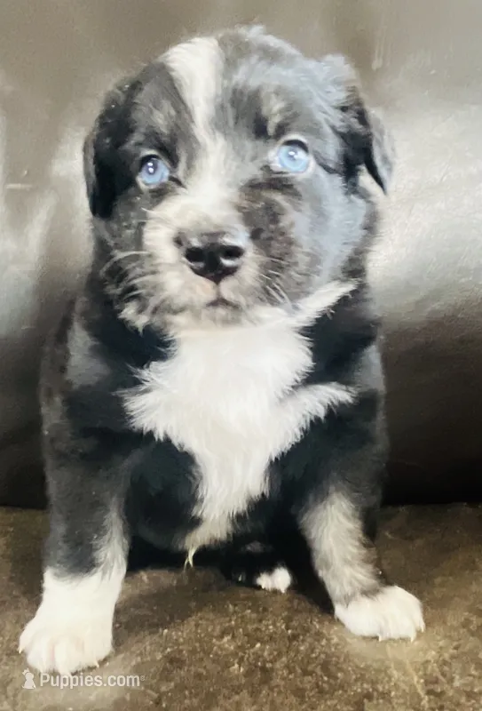 Dusty – Miniature Australian Shepherd puppy for sale in Sulphur, OK