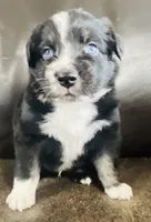 Dusty, a male Miniature Australian Shepherd for sale in Sulphur, OK – 1 of 8
