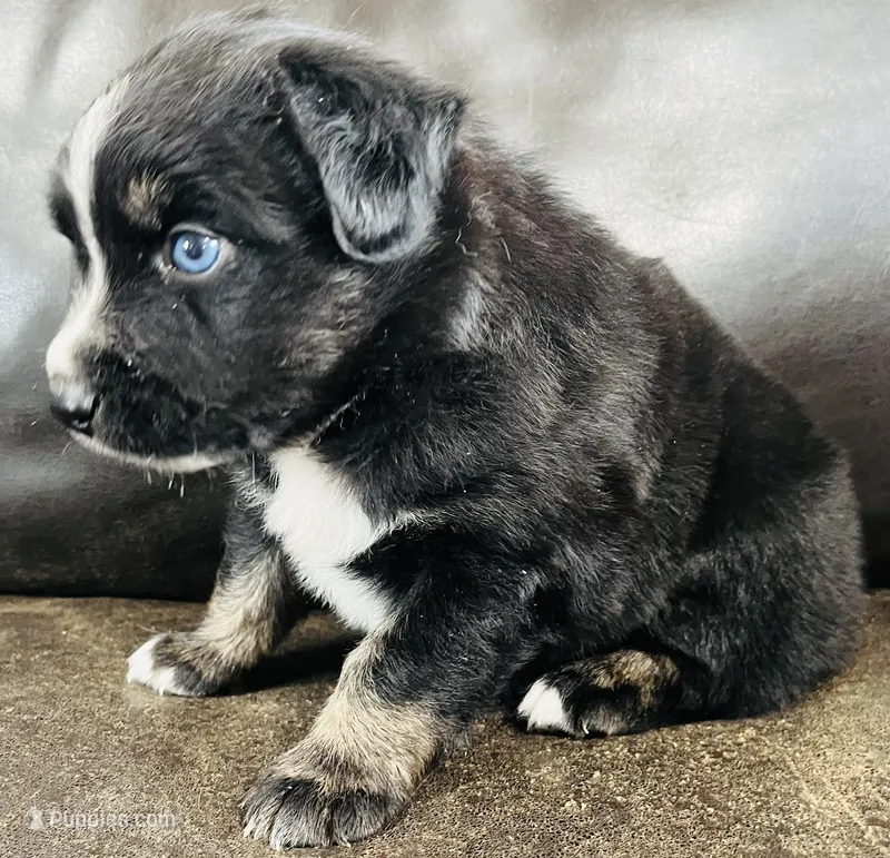 Aster  – Miniature Australian Shepherd puppy for sale in Sulphur, OK