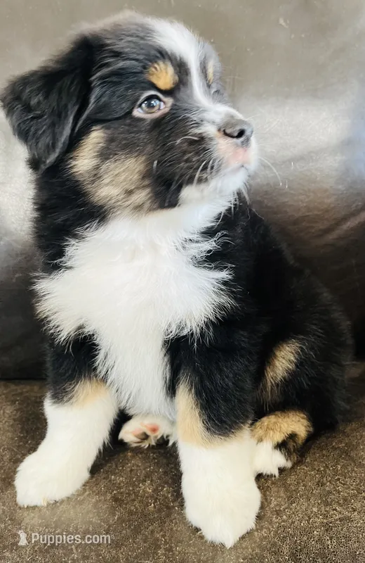 Sal  – Miniature Australian Shepherd puppy for sale in Sulphur, OK