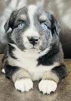 Daisy , a female Miniature Australian Shepherd for sale in Sulphur, OK – 4 of 5
