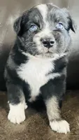 Dusty, a male Miniature Australian Shepherd for sale in Sulphur, OK – 2 of 8