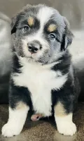 Sal , a male Miniature Australian Shepherd for sale in Sulphur, OK – 4 of 6
