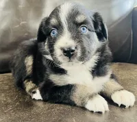 Daisy , a female Miniature Australian Shepherd for sale in Sulphur, OK – 5 of 5