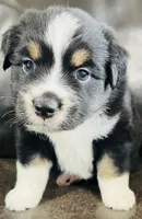 Sal , a male Miniature Australian Shepherd for sale in Sulphur, OK – 5 of 6