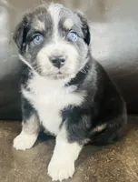 Snap , a male Miniature Australian Shepherd for sale in Sulphur, OK – 4 of 7