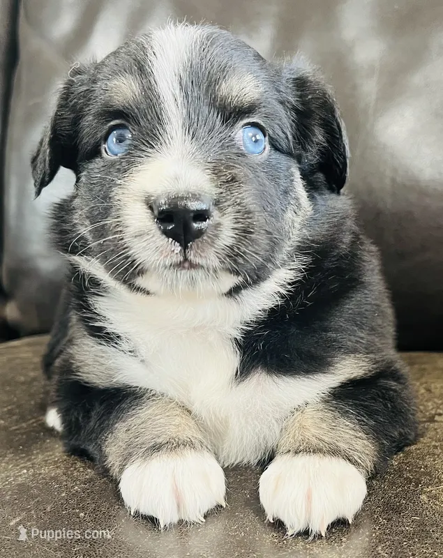 Daisy  – Miniature Australian Shepherd puppy for sale in Sulphur, OK