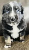 Aster , a male Miniature Australian Shepherd for sale in Sulphur, OK – 7 of 8