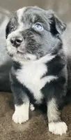 Dusty, a male Miniature Australian Shepherd for sale in Sulphur, OK – 4 of 8