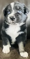 Dusty, a male Miniature Australian Shepherd for sale in Sulphur, OK – 7 of 8