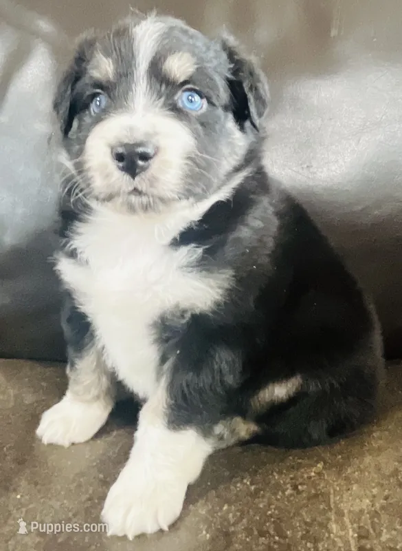 Snap  – Miniature Australian Shepherd puppy for sale in Sulphur, OK