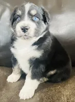Snap , a male Miniature Australian Shepherd for sale in Sulphur, OK – 1 of 7