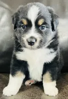 Sal , a male Miniature Australian Shepherd for sale in Sulphur, OK – 1 of 6