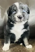 Dusty, a male Miniature Australian Shepherd for sale in Sulphur, OK – 8 of 8
