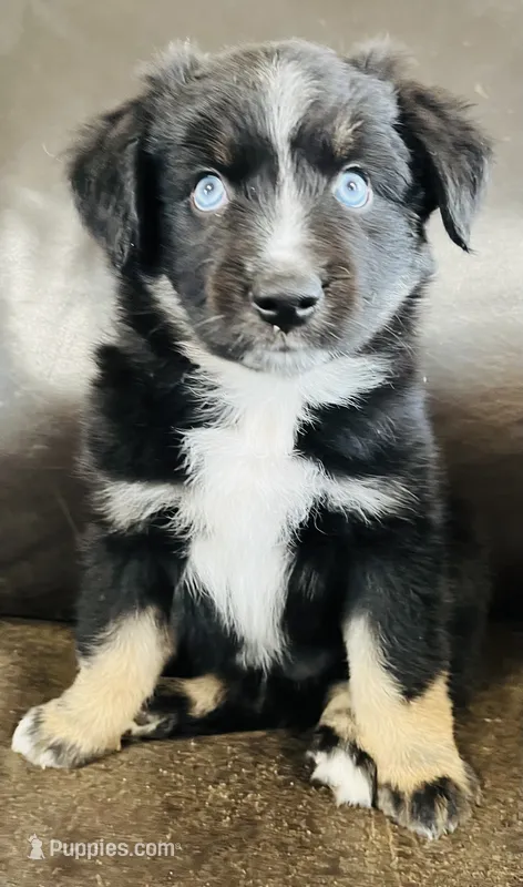 Aster  – Miniature Australian Shepherd puppy for sale in Sulphur, OK