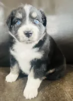 Snap , a male Miniature Australian Shepherd for sale in Sulphur, OK – 5 of 7