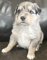 Clem, a male Miniature Australian Shepherd for sale in Sulphur, OK – 5 of 6