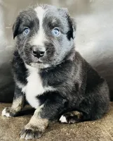 Aster , a male Miniature Australian Shepherd for sale in Sulphur, OK – 8 of 8