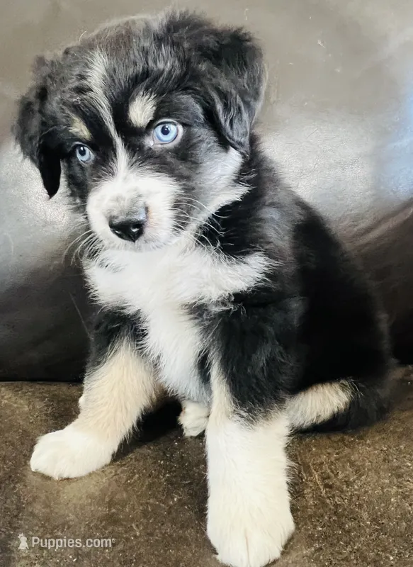 Snap  – Miniature Australian Shepherd puppy for sale in Sulphur, OK