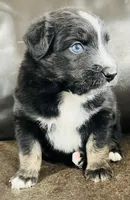 Aster , a male Miniature Australian Shepherd for sale in Sulphur, OK – 5 of 8