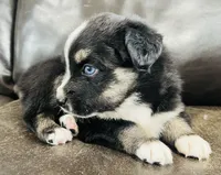Daisy , a female Miniature Australian Shepherd for sale in Sulphur, OK – 2 of 5