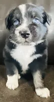 Dusty, a male Miniature Australian Shepherd for sale in Sulphur, OK – 6 of 8