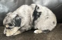 Clem, a male Miniature Australian Shepherd for sale in Sulphur, OK – 4 of 6