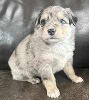 Clem, a male Miniature Australian Shepherd for sale in Sulphur, OK – 3 of 6