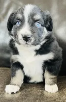 Daisy , a female Miniature Australian Shepherd for sale in Sulphur, OK – 3 of 5