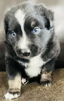 Aster , a male Miniature Australian Shepherd for sale in Sulphur, OK – 6 of 8