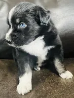 Dusty, a male Miniature Australian Shepherd for sale in Sulphur, OK – 5 of 8