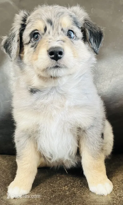 Clem – Miniature Australian Shepherd puppy for sale in Sulphur, OK