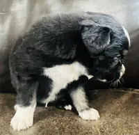 Dusty, a male Miniature Australian Shepherd for sale in Sulphur, OK – 3 of 8
