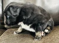 Aster , a male Miniature Australian Shepherd for sale in Sulphur, OK – 4 of 8