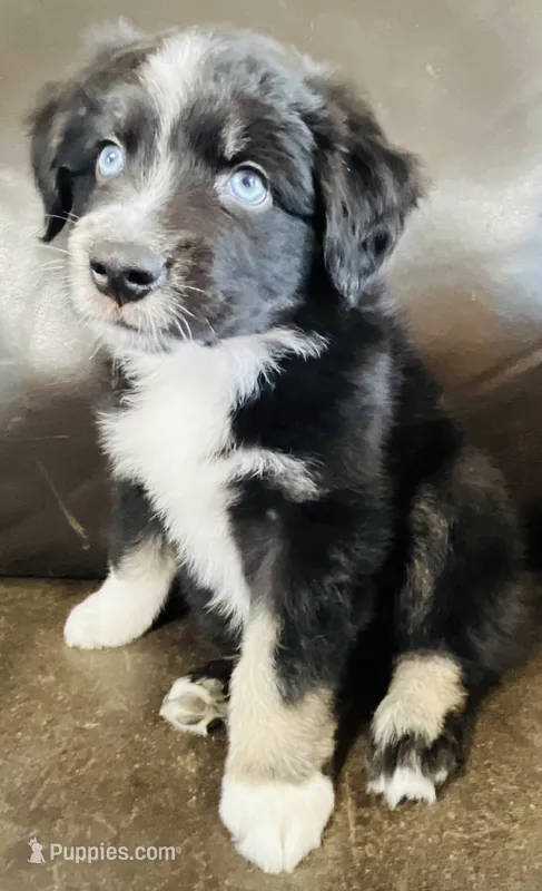 Dusty – Miniature Australian Shepherd puppy for sale in Sulphur, OK