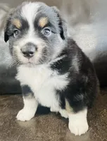 Sal , a male Miniature Australian Shepherd for sale in Sulphur, OK – 3 of 6