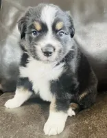 Sal , a male Miniature Australian Shepherd for sale in Sulphur, OK – 6 of 6