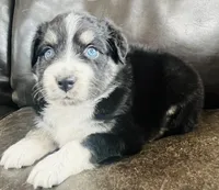 Snap , a male Miniature Australian Shepherd for sale in Sulphur, OK – 3 of 7