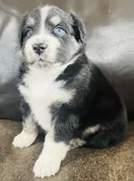 Snap , a male Miniature Australian Shepherd for sale in Sulphur, OK – 7 of 7