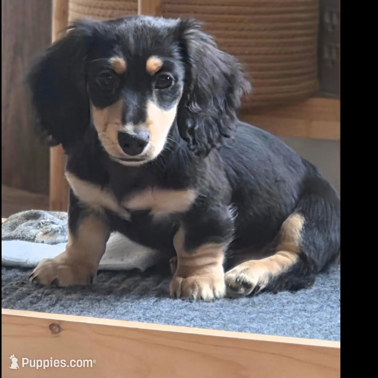 Hoss – Miniature Dachshund puppy for sale in Mize, MS