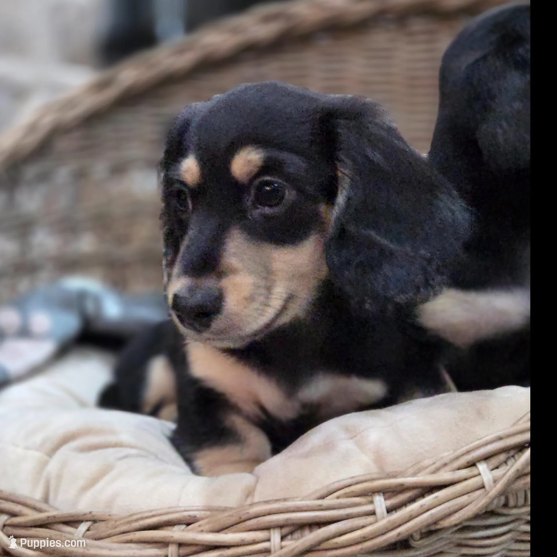 Hoss, a male Miniature Dachshund for sale in Mize, MS – Photo 2 of 2