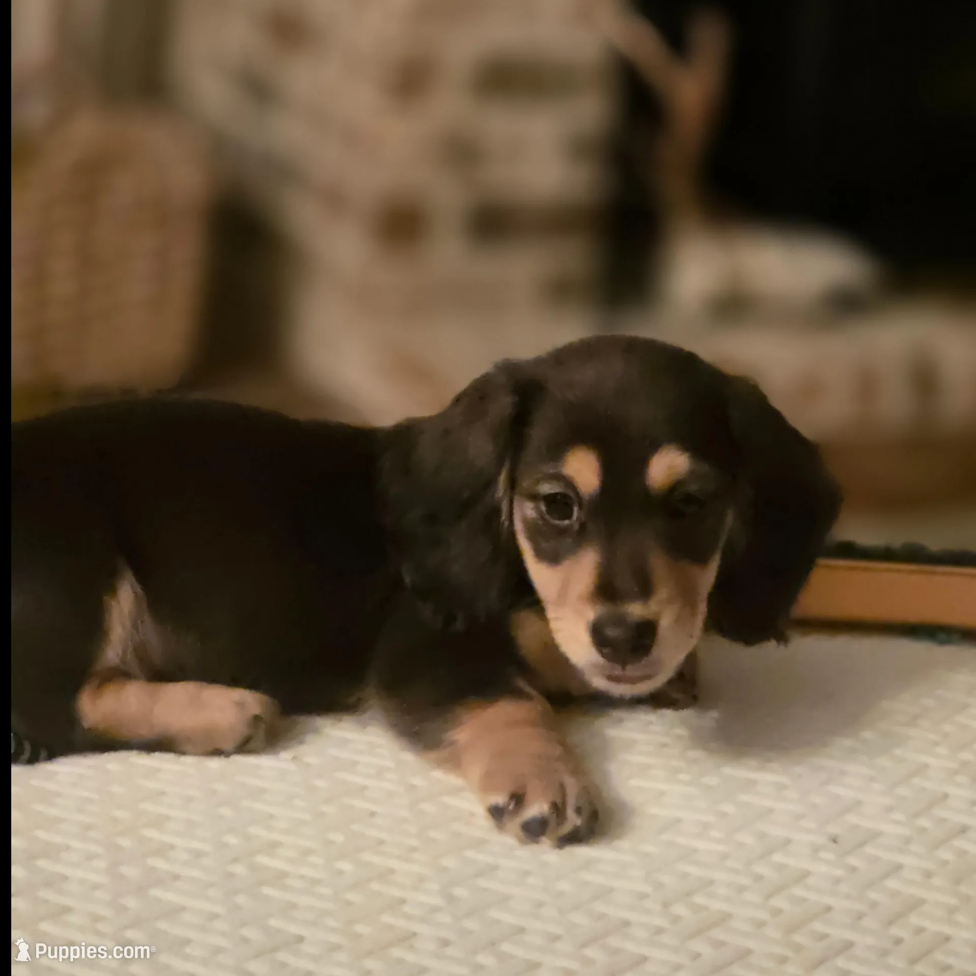 Flynn – Miniature Dachshund puppy for sale in Mize, MS