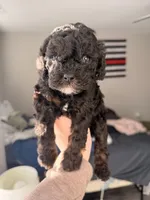 Luna, a female Cavapoo for sale in Lynchburg, VA – Photo 2 of 3