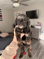 Luna, a female Cavapoo for sale in Lynchburg, VA – Photo 3 of 3